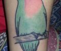 Tattoo of pescata86