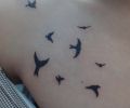 Tatuaje de peludotattoo