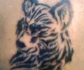 Tattoo of Tattoo_Naxo