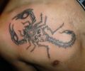 Tattoo of flacoluis