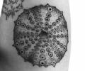 Tattoo of Asteroidea